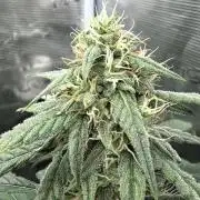 ｆｒｏｓｔｅｄｇｕａｖａ ❄️   | by Green House Seeds