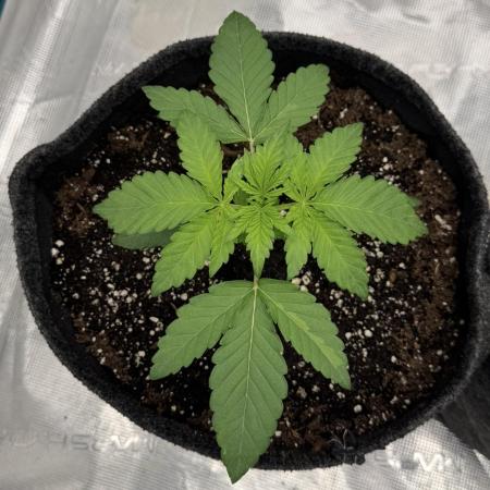 🍋 Haze Barney's Farm