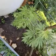 Air Lemon x Shishkaberry 🍋🍇 by GH Seeds