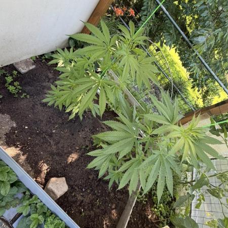 Air Lemon x Shishkaberry 🍋🍇 by GH Seeds