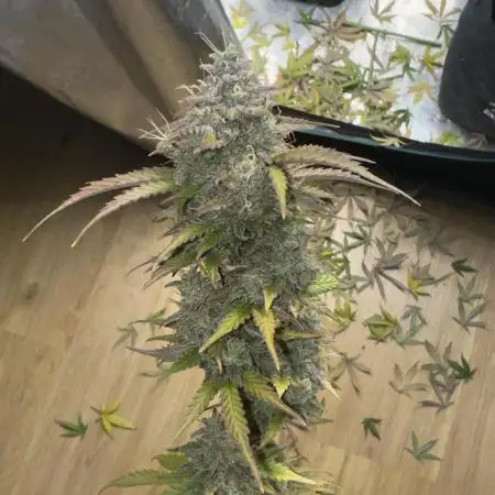 Watermelon Zkittlez Auto BF
