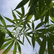 Air Lemon x Shishkaberry 🍋🍇 by GH Seeds