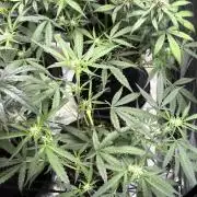 ᗷIᔕᑕOTTI ᙭ GEᒪᗩTO by GreenHouseSeeds