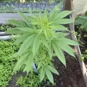Air Lemon x Shishkaberry 🍋🍇
