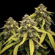 Mimosa x 🍊 👊🏻  Barney's Farm