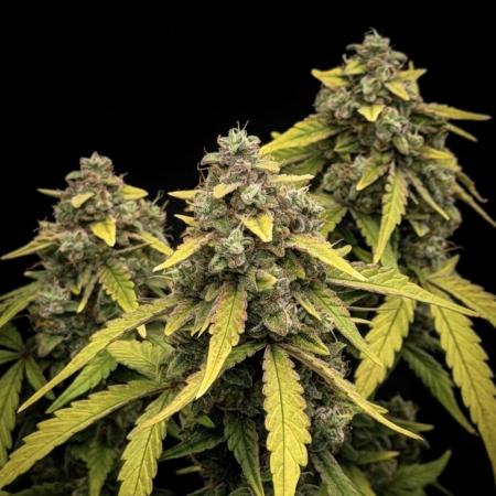 Mimosa x 🍊 👊🏻  Barney's Farm