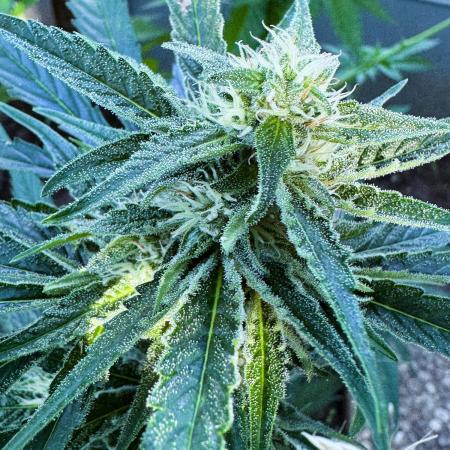 Green Crack 💚 Auto ZamnesiaSeeds