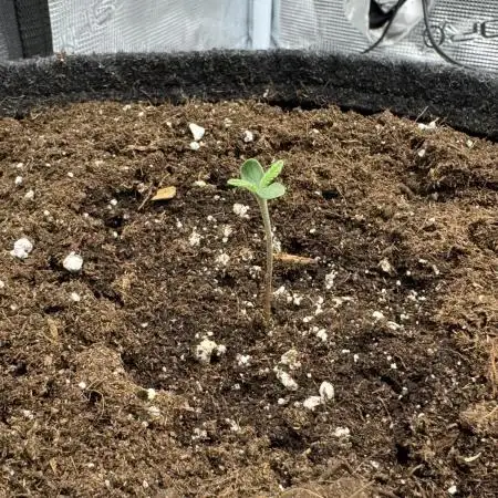 Dark😈 SweetSeeds