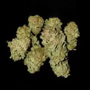 🍎 Fritter  Zamnesia Seeds