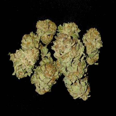 🍎 Fritter  Zamnesia Seeds