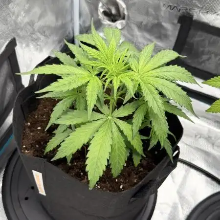 Runtz🍬 ZA Seed's