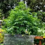 Air Lemon x Shishkaberry 🍋🍇 by GH Seeds