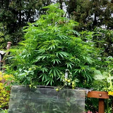 Air Lemon x Shishkaberry 🍋🍇 by GH Seeds