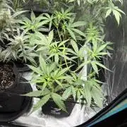 ᗷIᔕᑕOTTI ᙭ GEᒪᗩTO by GreenHouseSeeds
