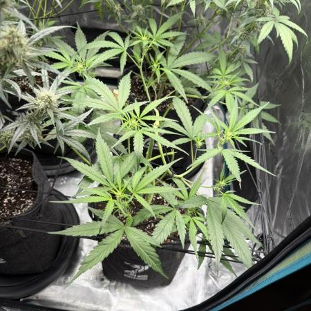 ᗷIᔕᑕOTTI ᙭ GEᒪᗩTO by GreenHouseSeeds