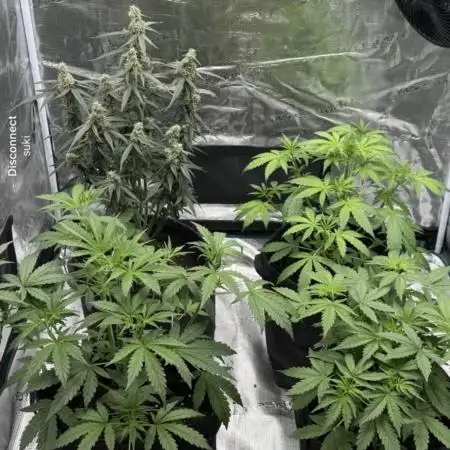 Watermelon Zkittlez Auto BF
