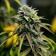 ｆｒｏｓｔｅｄｇｕａｖａ ❄️   | by Green House Seeds