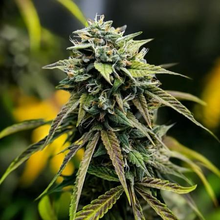 ｆｒｏｓｔｅｄｇｕａｖａ ❄️   | by Green House Seeds
