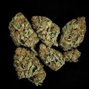 Runtz🍬 ZA Seed's