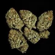 Runtz🍬 ZA Seed's