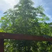 Air Lemon x Shishkaberry 🍋🍇 by GH Seeds