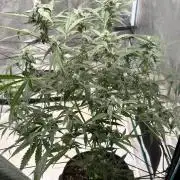ᗷIᔕᑕOTTI ᙭ GEᒪᗩTO by GreenHouseSeeds
