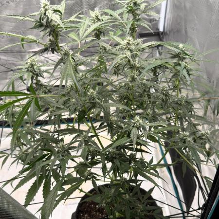 ᗷIᔕᑕOTTI ᙭ GEᒪᗩTO by GreenHouseSeeds