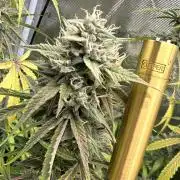 ｆｒｏｓｔｅｄｇｕａｖａ ❄️   | by Green House Seeds