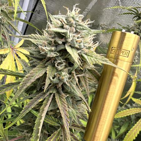 ｆｒｏｓｔｅｄｇｕａｖａ ❄️   | by Green House Seeds
