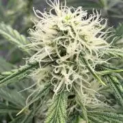 🍋 Haze Barney's Farm