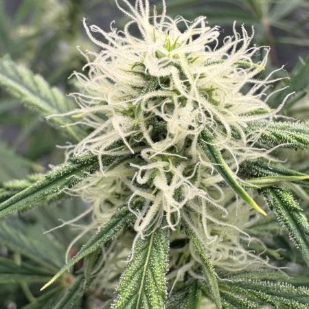 🍋 Haze Barney's Farm