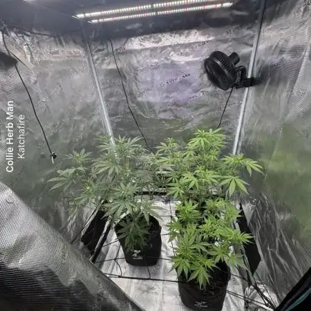 Watermelon Zkittlez Auto BF