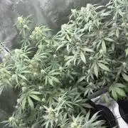 ｆｒｏｓｔｅｄｇｕａｖａ ❄️   | by Green House Seeds