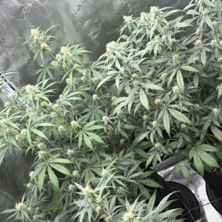 ｆｒｏｓｔｅｄｇｕａｖａ ❄️   | by Green House Seeds