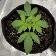 🍋 Haze Barney's Farm