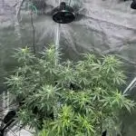 Watermelon Zkittlez Auto BF