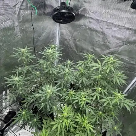 Watermelon Zkittlez Auto BF