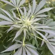 🍎 Fritter  Zamnesia Seeds