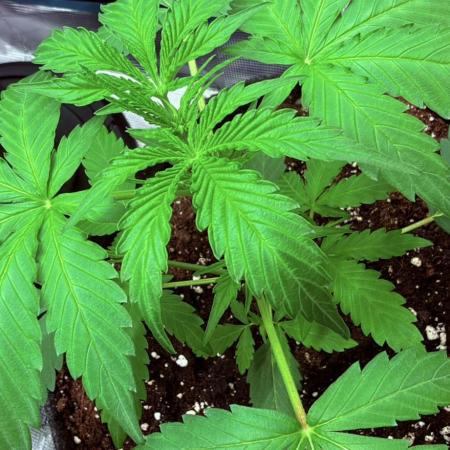 ᗷIᔕᑕOTTI ᙭ GEᒪᗩTO by GreenHouseSeeds