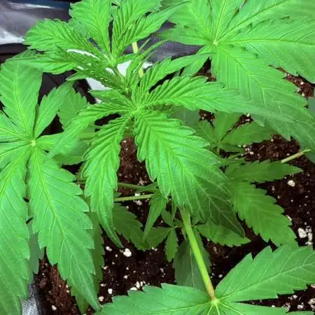 ᗷIᔕᑕOTTI ᙭ GEᒪᗩTO by GreenHouseSeeds