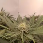 Pineapple Muffin Reg