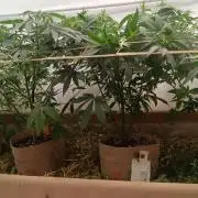 (Blackberry Auto X Blueberry Cupcake)F1