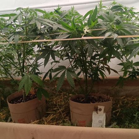 (Blackberry Auto X Blueberry Cupcake)F1