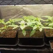 Blackberry Auto x Blueberry Cupcake F1#2