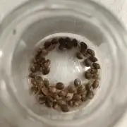 (Blackberry Auto X Blueberry Cupcake)F1