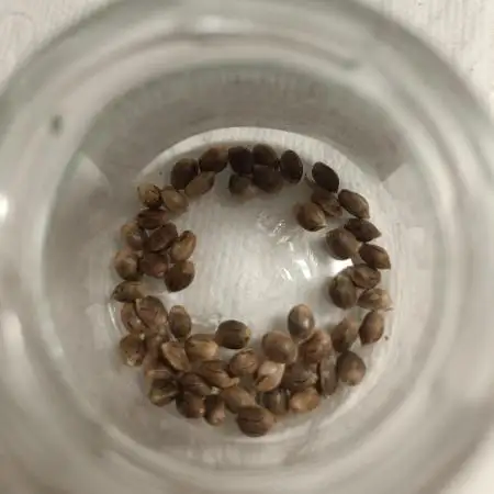 (Blackberry Auto X Blueberry Cupcake)F1