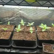 Blackberry Auto x Blueberry Cupcake F1#2