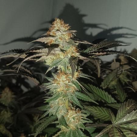 Pineapple Muffin Reg