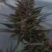 Tropicanna Poisen F1x S.A.D F1