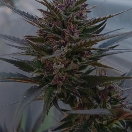 Tropicanna Poisen F1x S.A.D F1